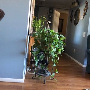 Meet your Posher, Elsa